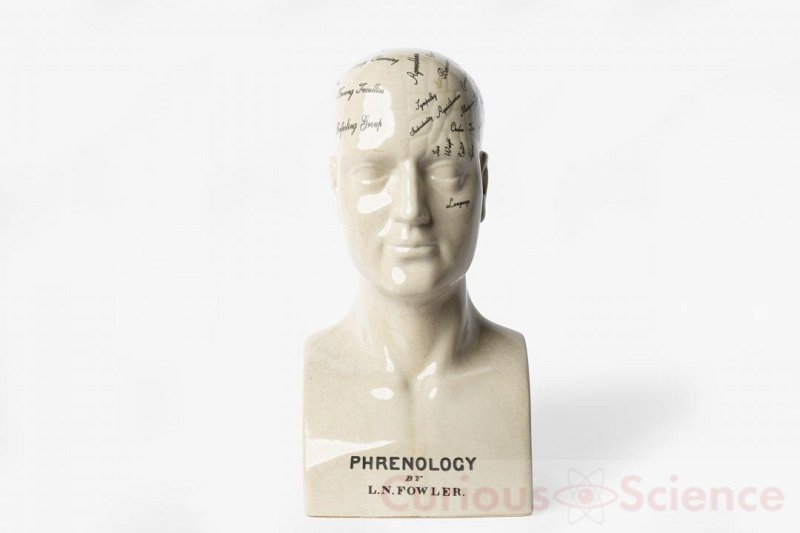 Phrenology Head